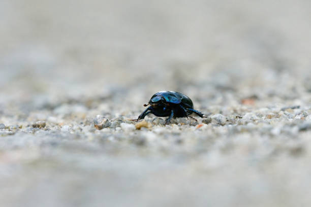 istock Dor beetle (Anoplotrupes stercorosus) walking on the dirt road. 1424378351