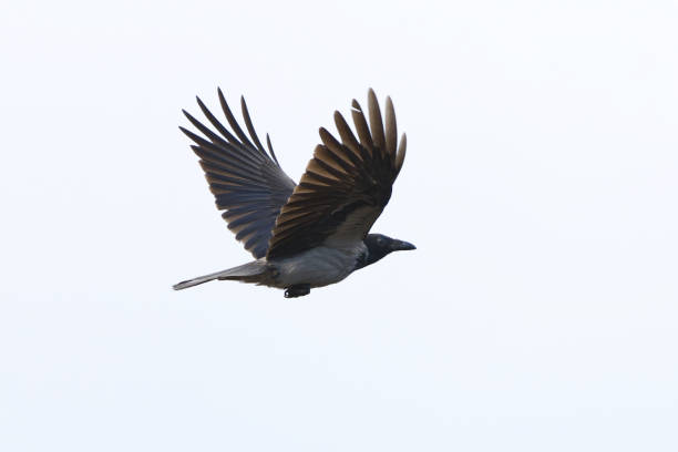 istock Hooded crow (Corvus cornix) flying on the sky. 1424378368