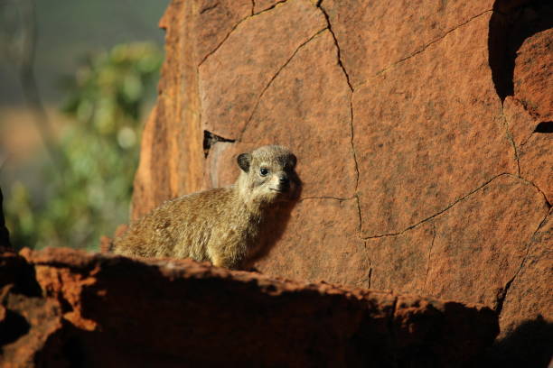 A  young dassie (rock hyrax) looks suspiciously at the camera perched on a red rock of the Waterberg Plateau.
