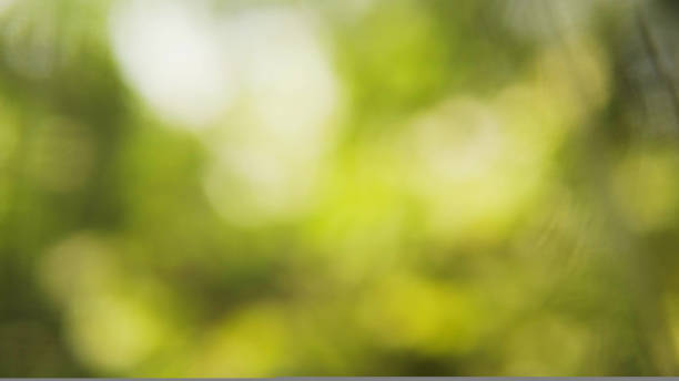 istock Abstract green nature background, defocused shiny leaves. 1424378670