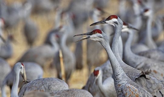 Beak open and calling Sandhill Crane in selective focus with surrounding flock in bokeh at Bosque del Apache National Wildlife Refuge near Socorro, New Mexico, United States