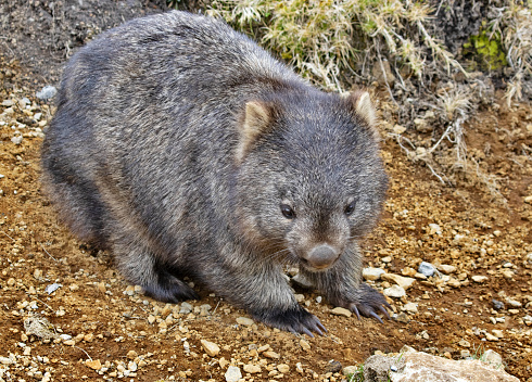 Cute Wombat, native to Australia, crosses roadside slope near Cradle Mountain National Park in Tasmania