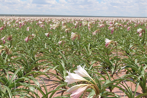 Lilies of the Crinum Paludosum variety at Sandhof farm near Maltahohe in Namibia. When the country experiences significant rainfall, the valley floods and the lilies, which are dormant during non-rain years, come up and bloom.