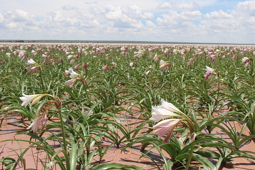 Lilies of the Crinum Paludosum variety at Sandhof farm near Maltahohe in Namibia. When the country experiences significant rainfall, the valley floods and the lilies, which are dormant during non-rain years, come up and bloom.
