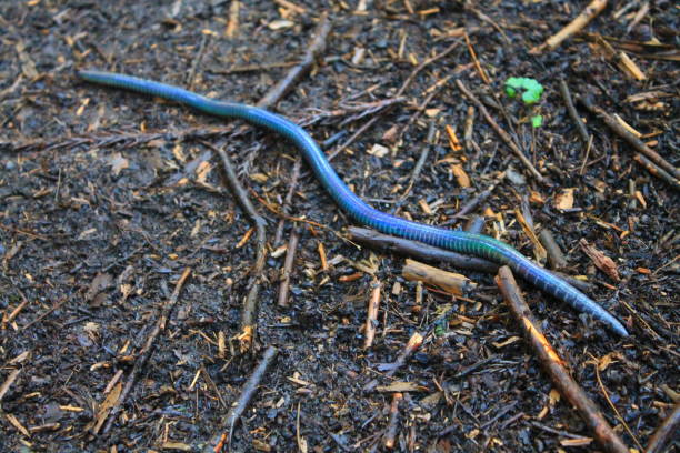 istock Siebold Worm, Japanese Giant Blue Earthworm (Pheretima sieboldi) 1424380171
