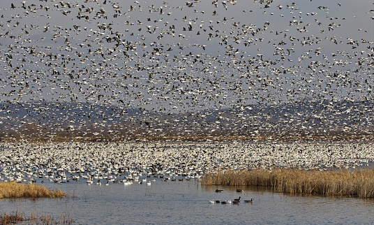 Chaotic raucous nature of abundant snow geese in flight and on water at Loess Bluffs National Wildlife Refuge in Missouri, resting and breeding grounds for migratory snow geese