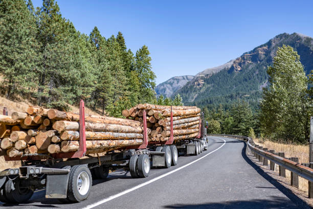 istock Powerful big rig classic semi truck transporting logs on two semi trailers climbing uphill on the winding mountain road in Columbia Gorge 1424381401