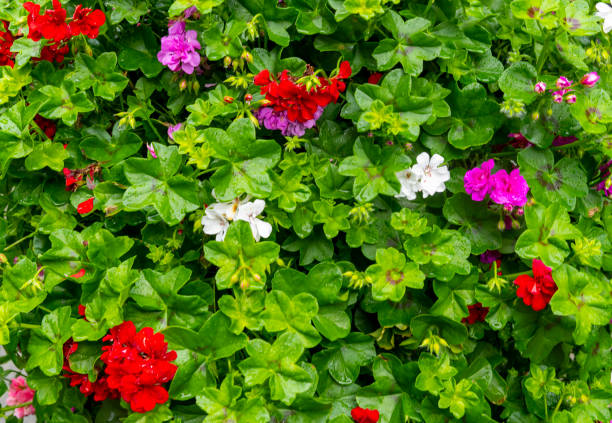 istock Geranium flowers in a pot in Norway 1424381609