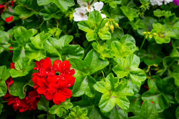 Geranium flowers in a pot in Norway.