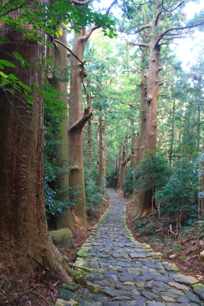 istock Cobblestone staircase slope and centuries old cedars, Daimonzaka stone steps  leading to Nachi Taisha 1424382161
