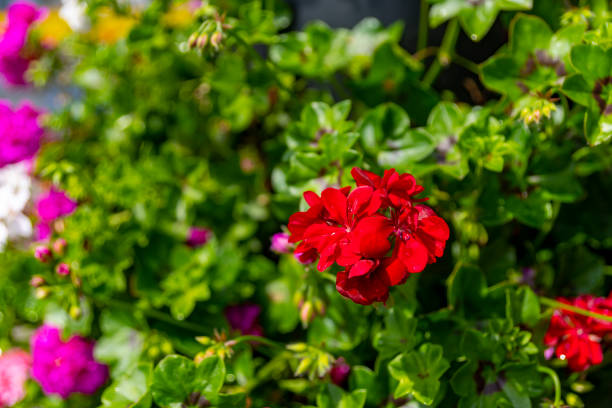 Geranium flowers in a pot in Norway.
