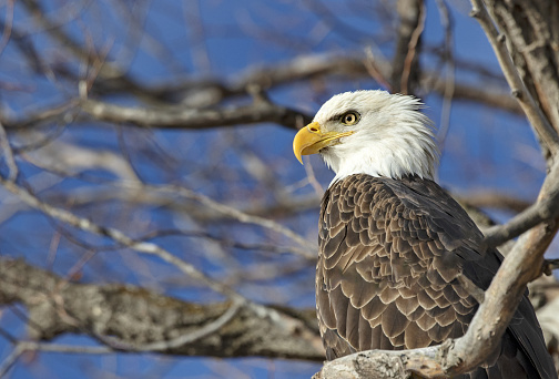 Majestic Bald Eagle perched in tree at Lower Klamath National Wildlife Refuge, Americas first waterfowl refuge and vulnerable to water shortages of modern climate change.
