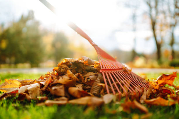 automne propre dans la cour arrière du jardin. - râteau photos et images de collection