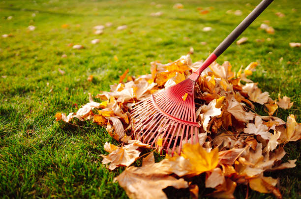 istock Autumn clean in garden back yard. 1424386523