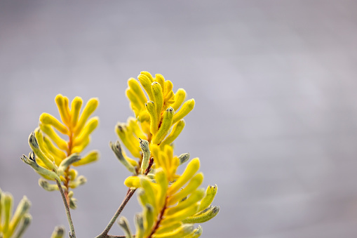 Yellow Kangaroo Paw in sunshine, beautiful nature background with copy space, full frame horizontal composition