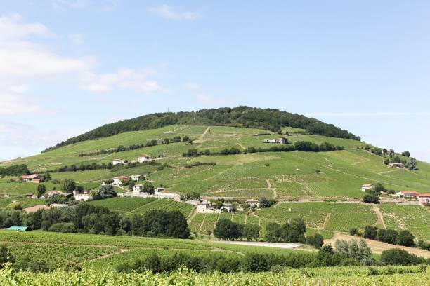 View of Mont Brouilly in Beaujolais, France View of Mont Brouilly and vineyards in Beaujolais, France beaujolais region stock pictures, royalty-free photos & images
