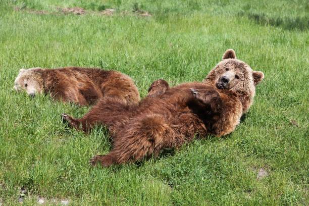 istock Young brown bear with her mother 1424391929