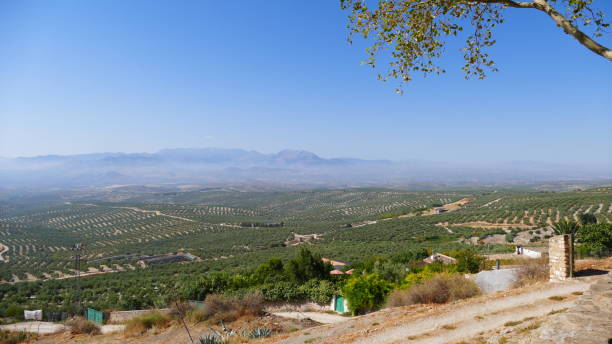 istock Olive trees field in Andalucia 1424393163