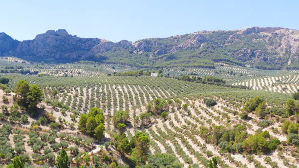 istock Olive trees field in Andalucia 1424393609