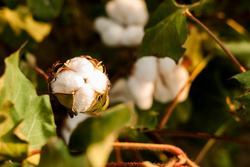 Cotton flowers are ready for harvest. Growing and harvesting cotton. Cotton fields at sunset. Raw materials for the production of fabrics from natural fibers. Agriculture. Plant fibers for the textile