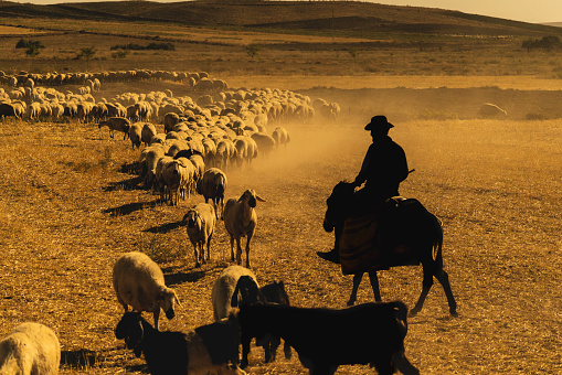 On a hot day, a flock of sheep is moving across the field in a cloud of dust. \na shepherd riding a donkey leads the flock.\nTaken with a full frame camera in a dusty and hot environment