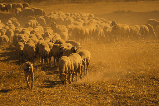 On a hot day, a flock of sheep is moving across the field in a cloud of dust. \nIn the front, the shepherd dog guards the herd. Taken with a full frame camera in a dusty and hot environment