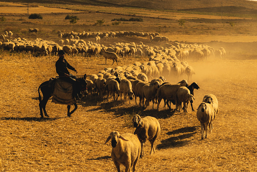On a hot day, a flock of sheep is moving across the field in a cloud of dust. \na shepherd riding a donkey leads the flock.\nTaken with a full frame camera in a dusty and hot environment