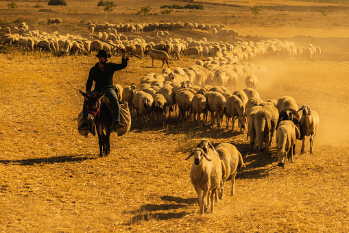 On a hot day, a flock of sheep is moving across the field in a cloud of dust. 
a shepherd riding a donkey leads the flock.
Taken with a full frame camera in a dusty and hot environment