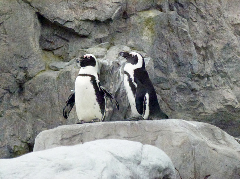 Banded penguins (Spheniscus) in situ likely of the Humboldt species from Peru and Chile at Mystic Aquarium, Ct.