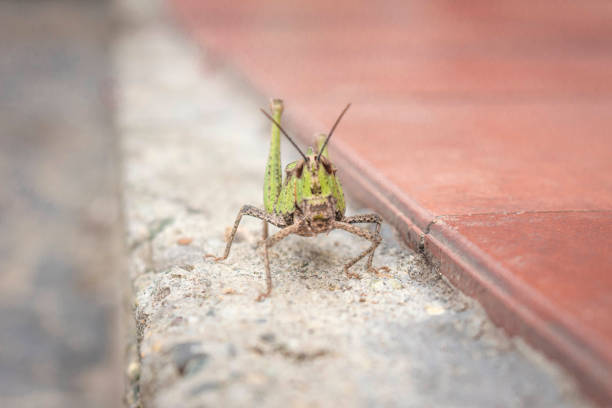 bella cavalletta sulla pietra in estate (macro) - cricket locust grasshopper insect foto e immagini stock