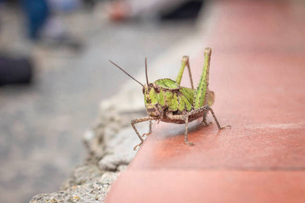 bella cavalletta sulla pietra in estate (macro) - cricket locust grasshopper insect foto e immagini stock