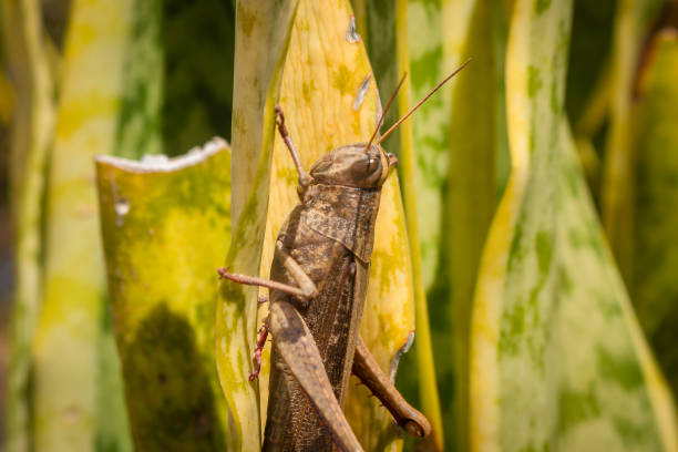 una cavalletta su una foglia verde - cricket locust grasshopper insect foto e immagini stock