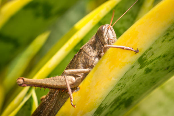 una cavalletta su una foglia verde - cricket locust grasshopper insect foto e immagini stock