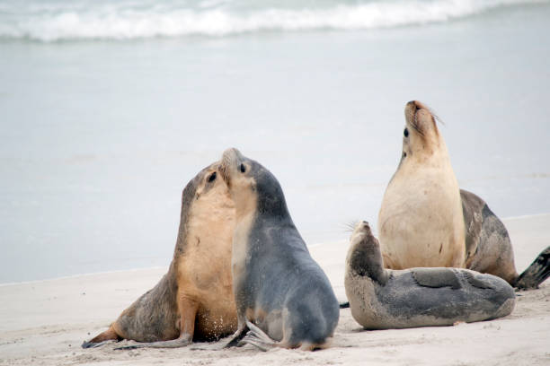 istock the sea lions are grey on the top and white on its bottom 1424402468