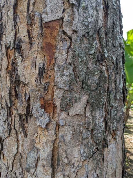 istock Close up photo of tree trunk when summer time. 1424403400