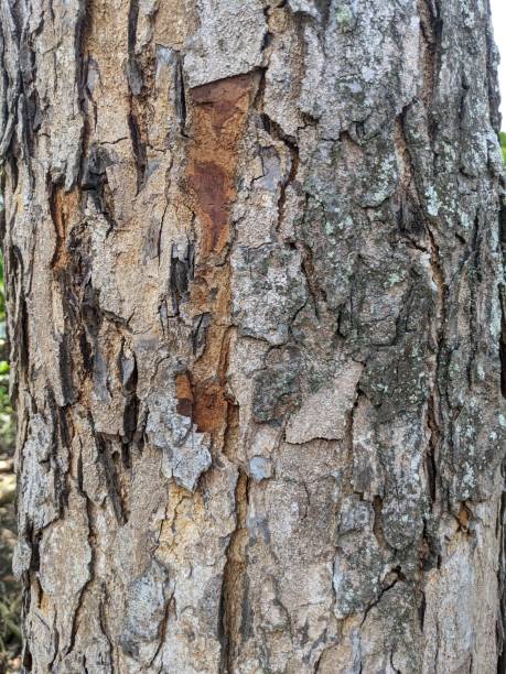 istock Close up photo of tree trunk when summer time. 1424403572
