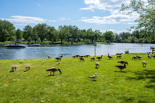 Toronto, Ontario, Canada - July 30 2021 : Water birds Canada geese and seagulls in the Toronto Islands Centre Island Park.