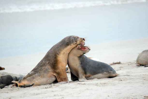istock the sea lion pups are grey on the top and white on its bottom 1424403627
