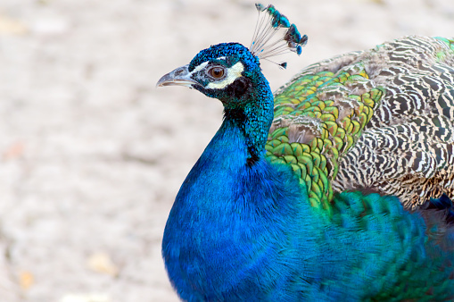 Close up view of a peacock bird