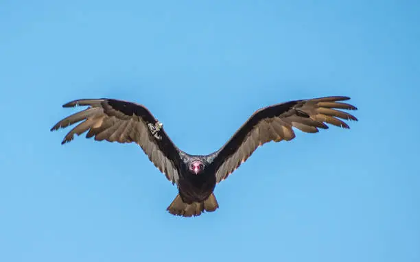 Turkey vulture with tag 3P