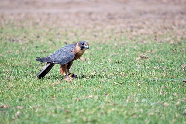 istock the Australian hobby falcon has caught a lore with food on it 1424410584
