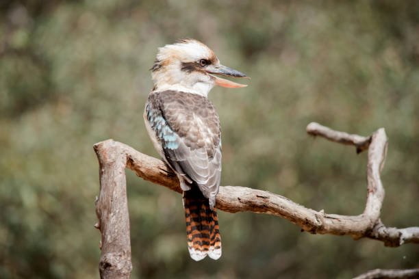 The laughing kookaburra is the largest of the kingfishers. It has a large bill that has a black upper mandible (top beak), and a tan lower mandible. The laughing kookaburra also has a white belly, a whitish head, brown wings, a brown back and dark brown eye-stripes.