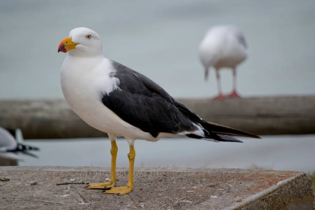istock the Pacific gull is looking for food on a table 1424411556