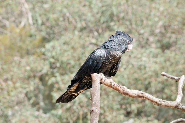 istock this is a female red tailed black cockatoo on a perch 1424411648