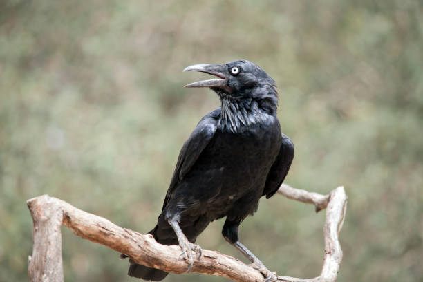 the raven is a black bird with a white eye