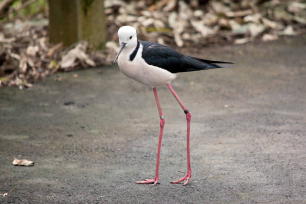 the black winged stilt has a white body and black wings