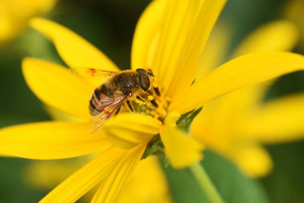 istock Jerusalem artichoke flowers. 1424411895