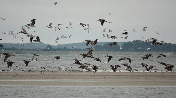 istock Flock of Pelicans in Flight 1424413225