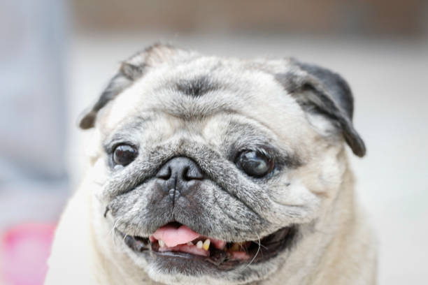 istock Beautiful portrait of a dog 1424421620