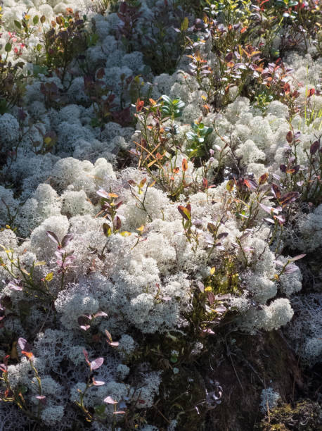 reindeer moss - forest tundra imagens e fotografias de stock